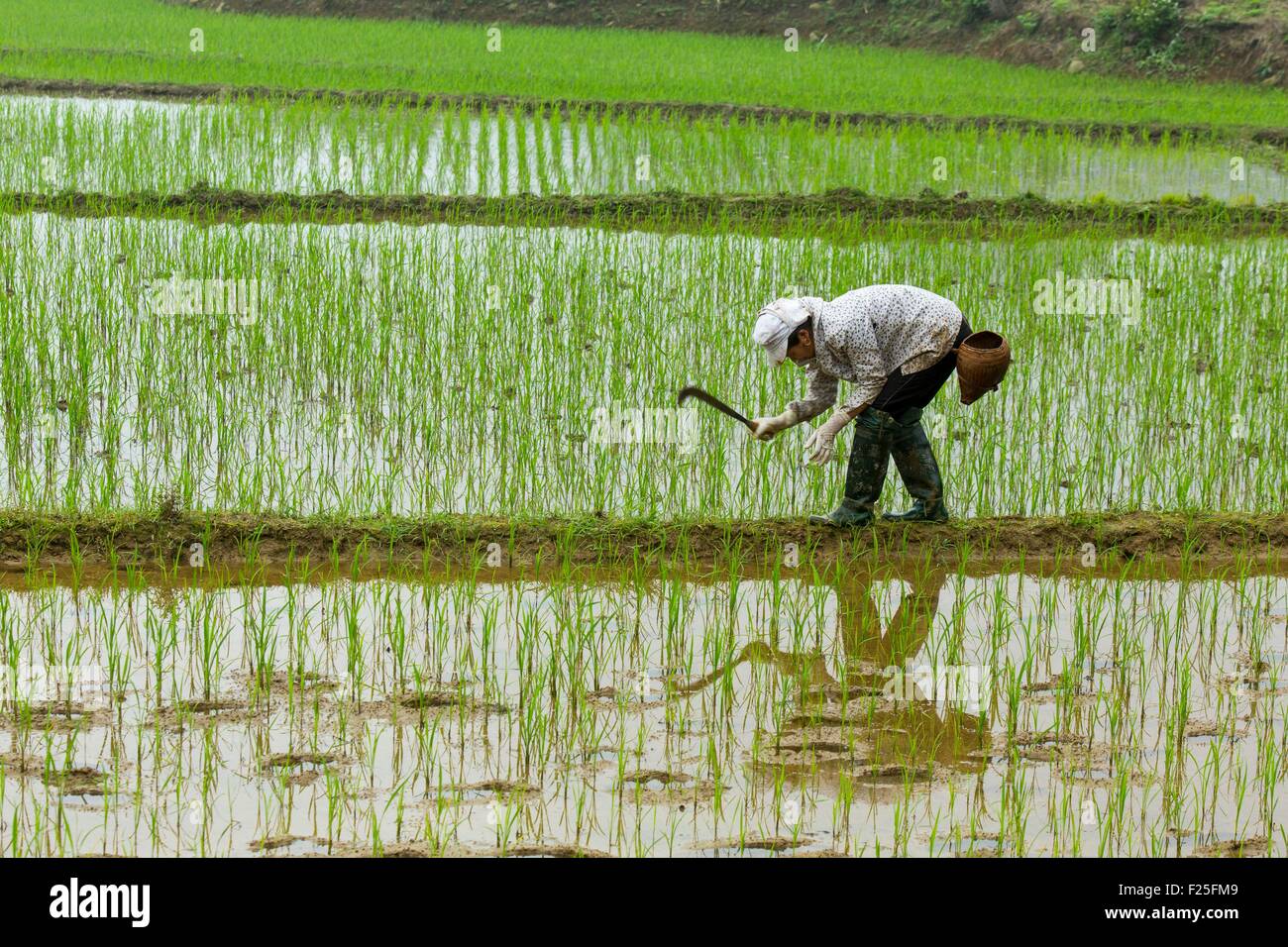 Il Vietnam, Yen Bai provincia, Van Chan District, Dong Khe, campo di risone Foto Stock