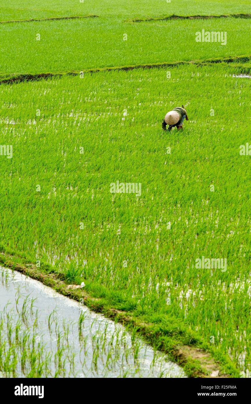 Il Vietnam, Yen Bai provincia, Van Chan District, Dong Khe, campo di risone Foto Stock