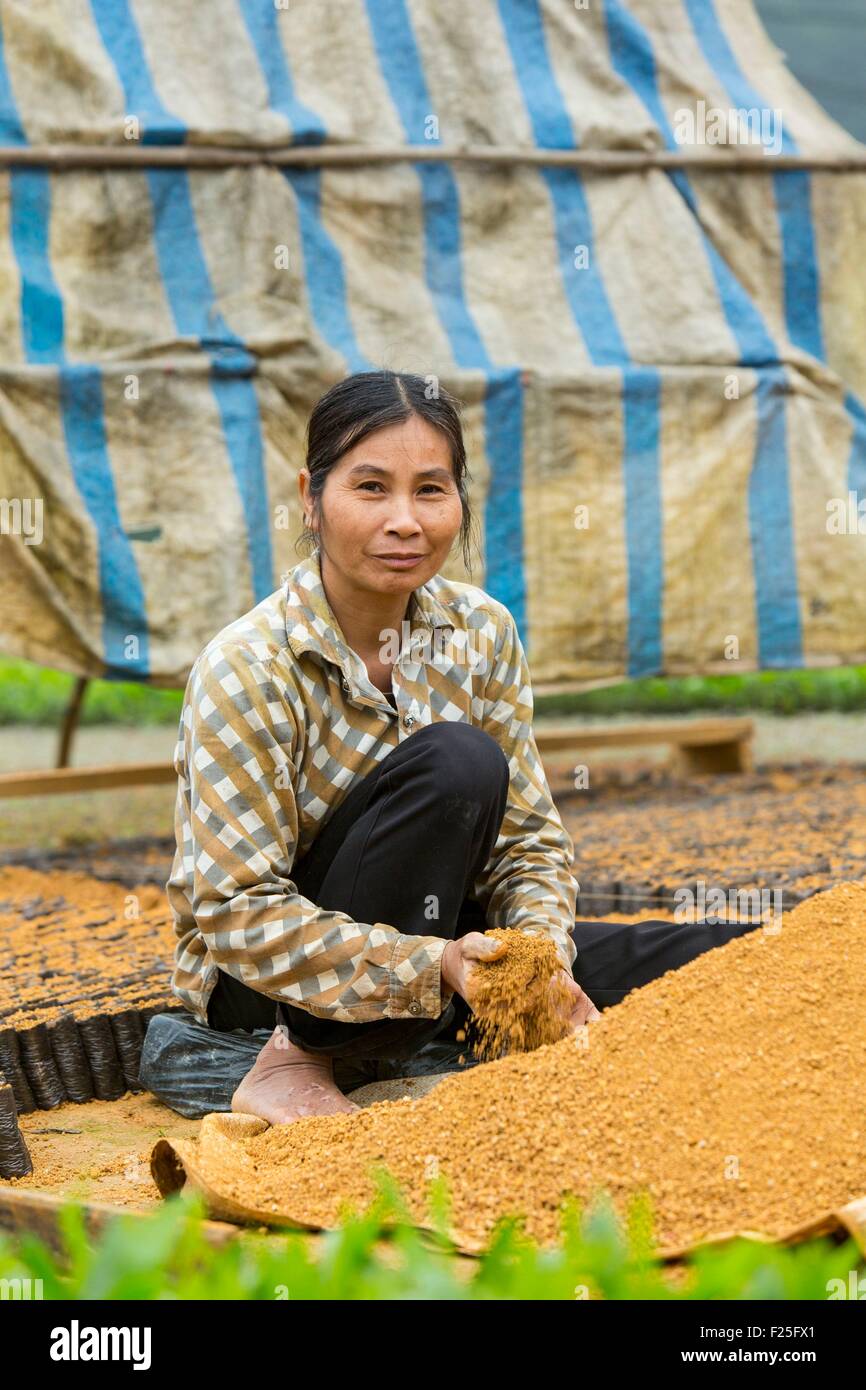 Il Vietnam, l'unità PHU Tho provincia, Doan appeso, Ngoc Quan, donne semi di smistamento Foto Stock