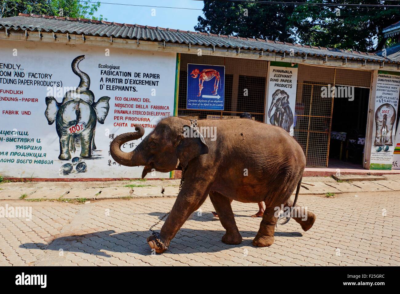 Sri Lanka, Ceylon, Nord provincia centrale, Orfanotrofio degli Elefanti di Pinnawela Foto Stock