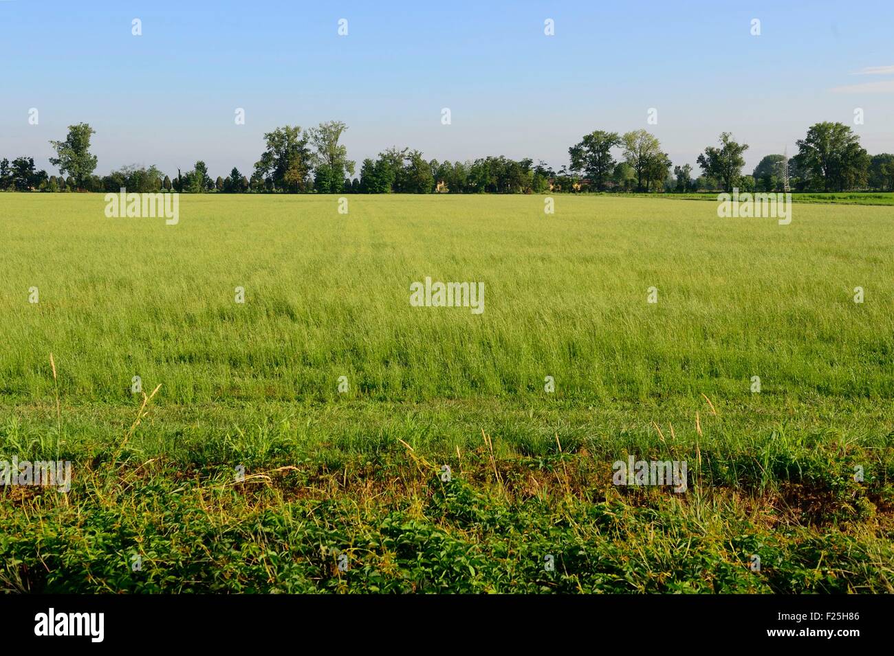 L'Italia, Lombardia, Melegnano, Marignan, campo di battaglia della battaglia di Marignan in 1515 Foto Stock