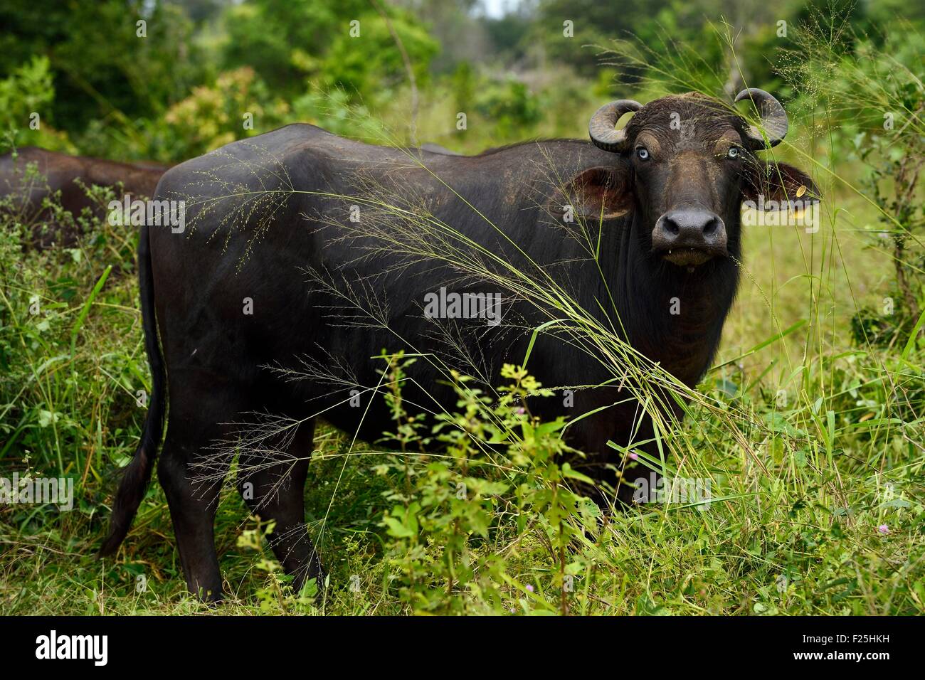 Sri Lanka, Provincia Orientale, regione di Trincomalee, Buffalo Foto Stock