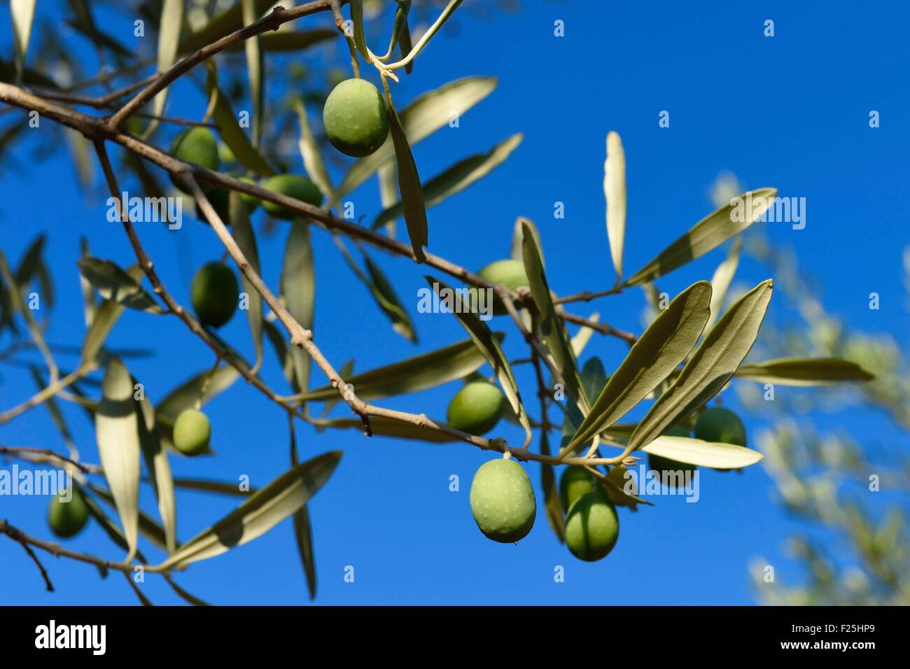 Francia, Var, Draguignan, olive sul ramo Foto Stock