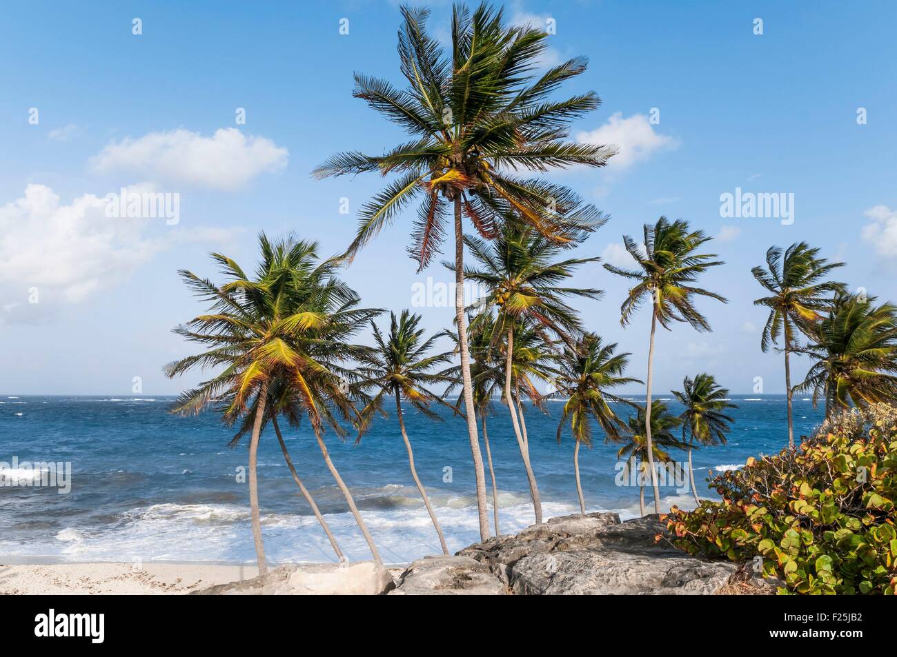 Isola di Barbados, alloggiamento inferiore e Grotta Bay, San Filippo parrocchia sulla costa sud orientale, regione di Palmetto Bay Foto Stock