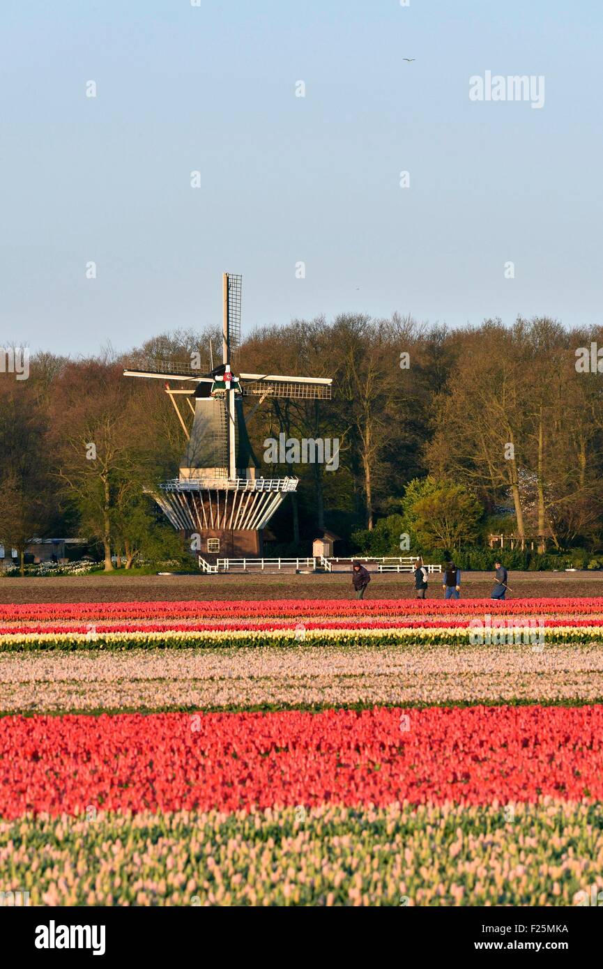 Paesi Bassi Olanda meridionale, campi di tulipani vicino a Lisse e giardino Keukenhof Foto Stock