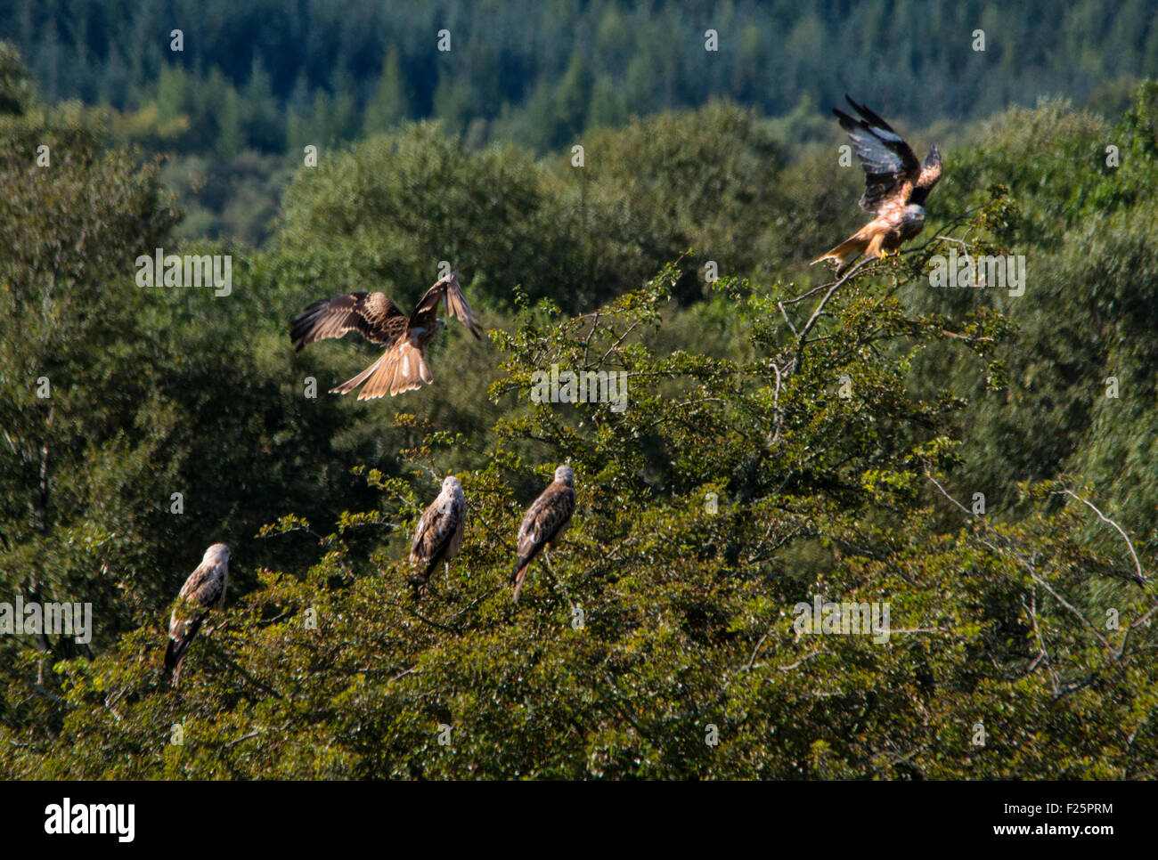 Red Kites su albero Foto Stock