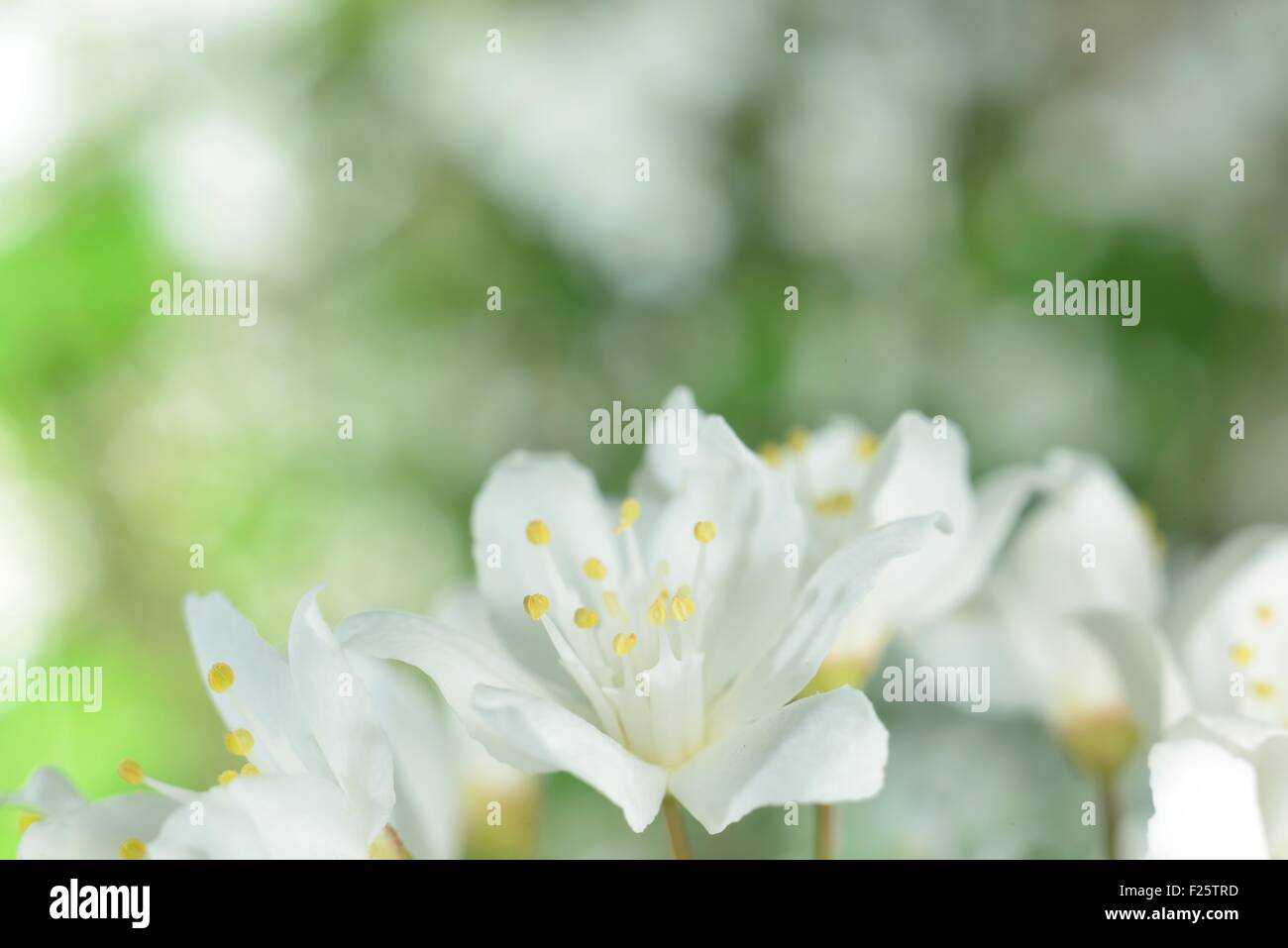 Macro molla ingrandita fiori di colore bianco su verde Foto Stock