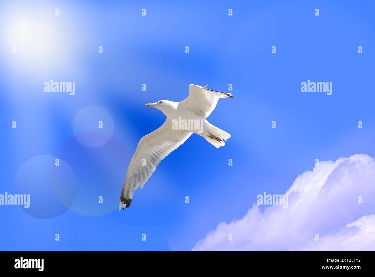 White uccello del paradiso sul cielo blu Foto Stock