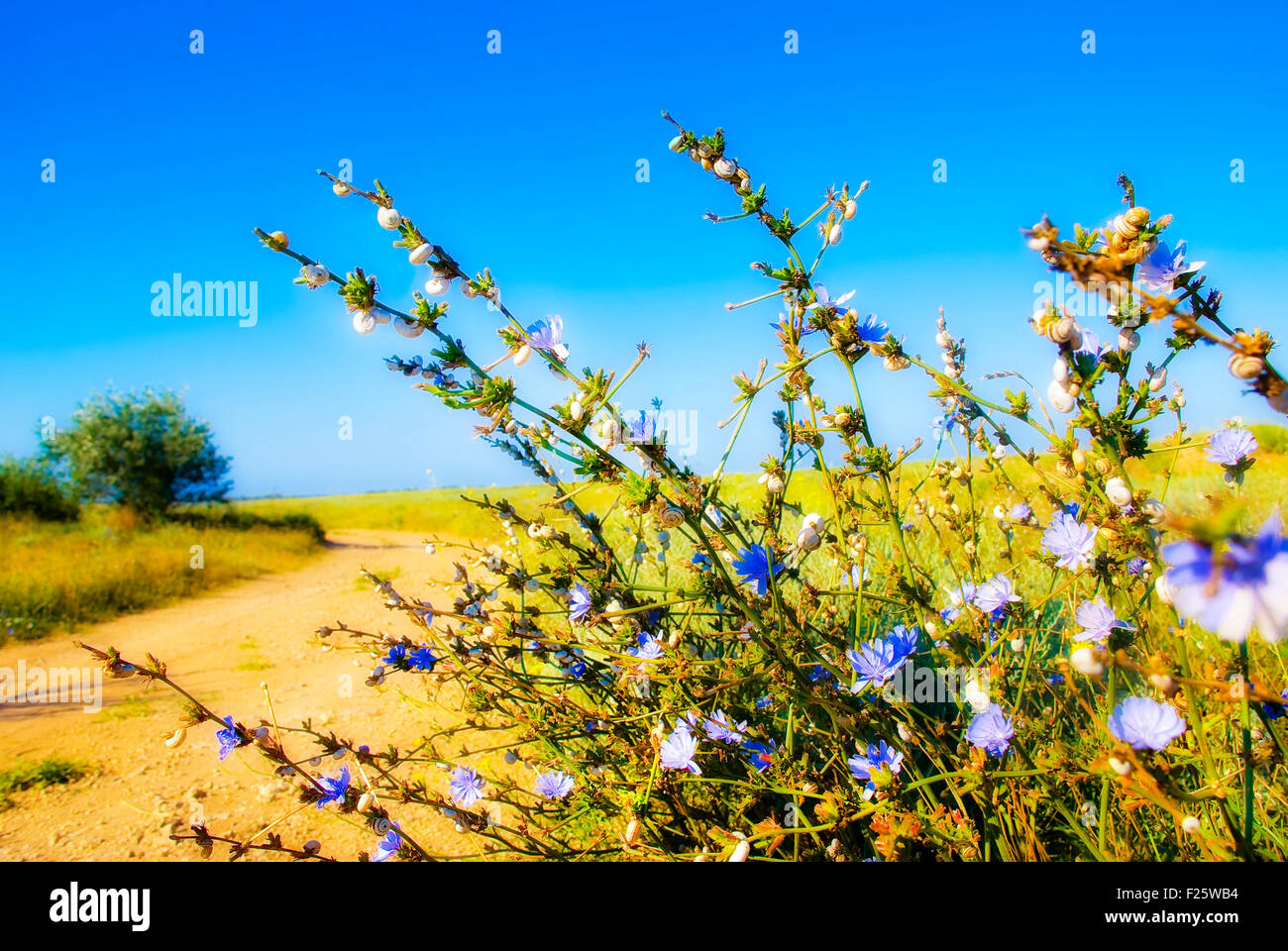Prateria fiori blu con molte lumache bianco Foto Stock