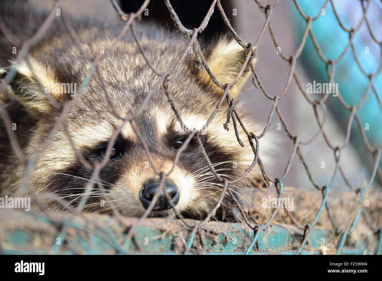 Dolore raccoon in gabbia allo zoo Foto Stock