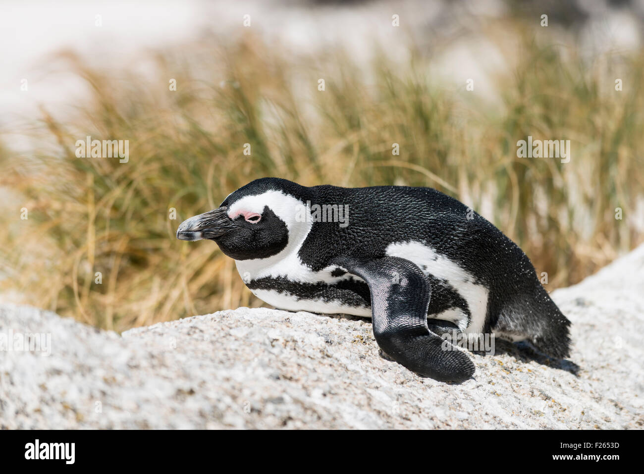 Pinguino africano, Cape Town, Sud Africa Foto Stock