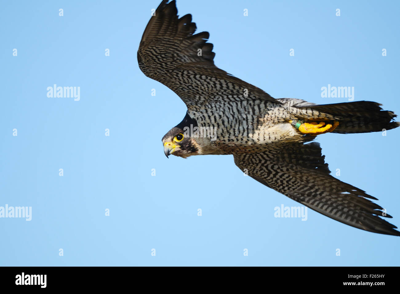 Falco Pellegrino In Volo Foto Immagine Stock 87417287 Alamy