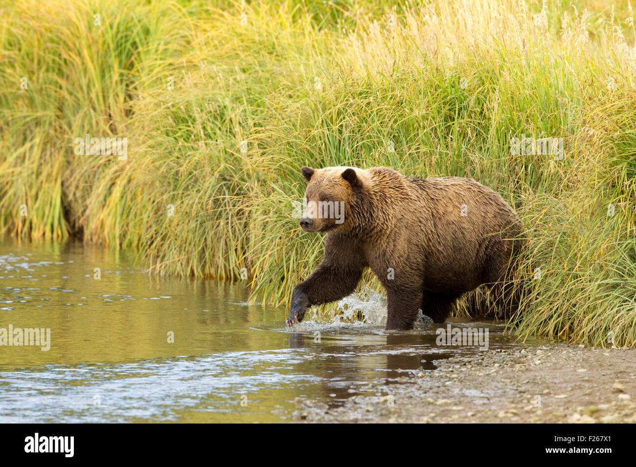 Alaska Brown Bear entrando nel Creek Foto Stock