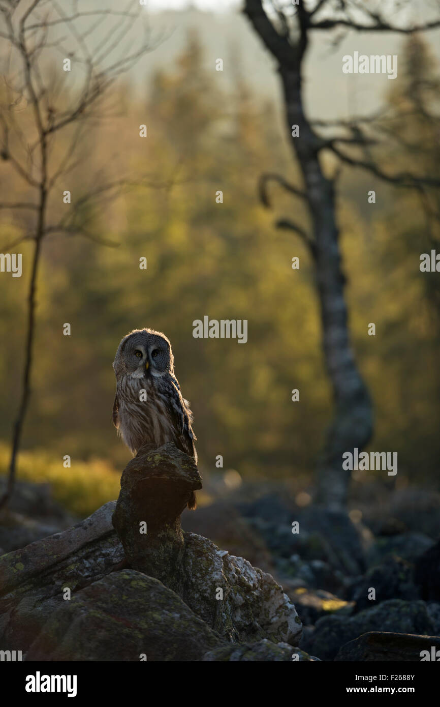 Grande Gufo Grigio / Bartkauz ( Strix nebulosa ) in habitat naturale, circostante, arroccato su una roccia esposta mentre il sole sorge, Europa. Foto Stock