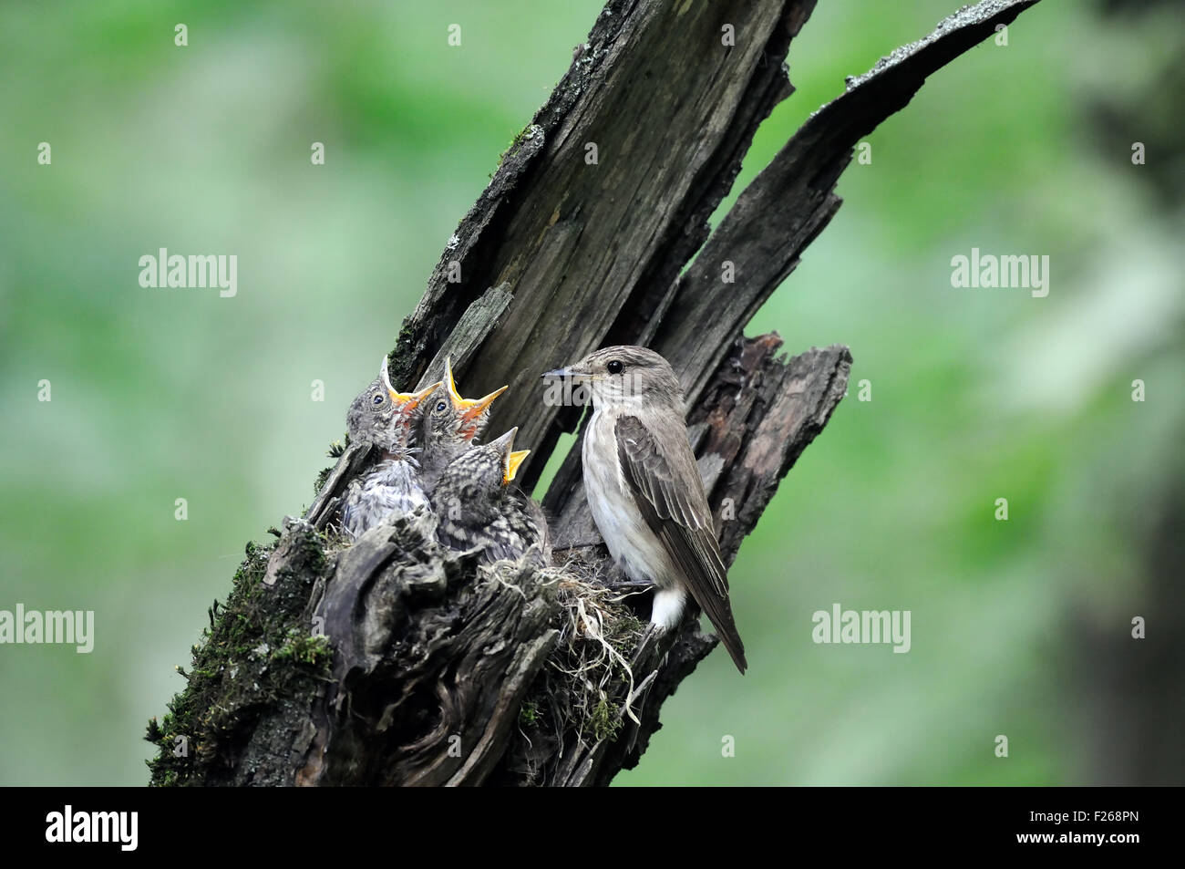 Spotted Flycatcher vicino al nido con pulcini Foto Stock