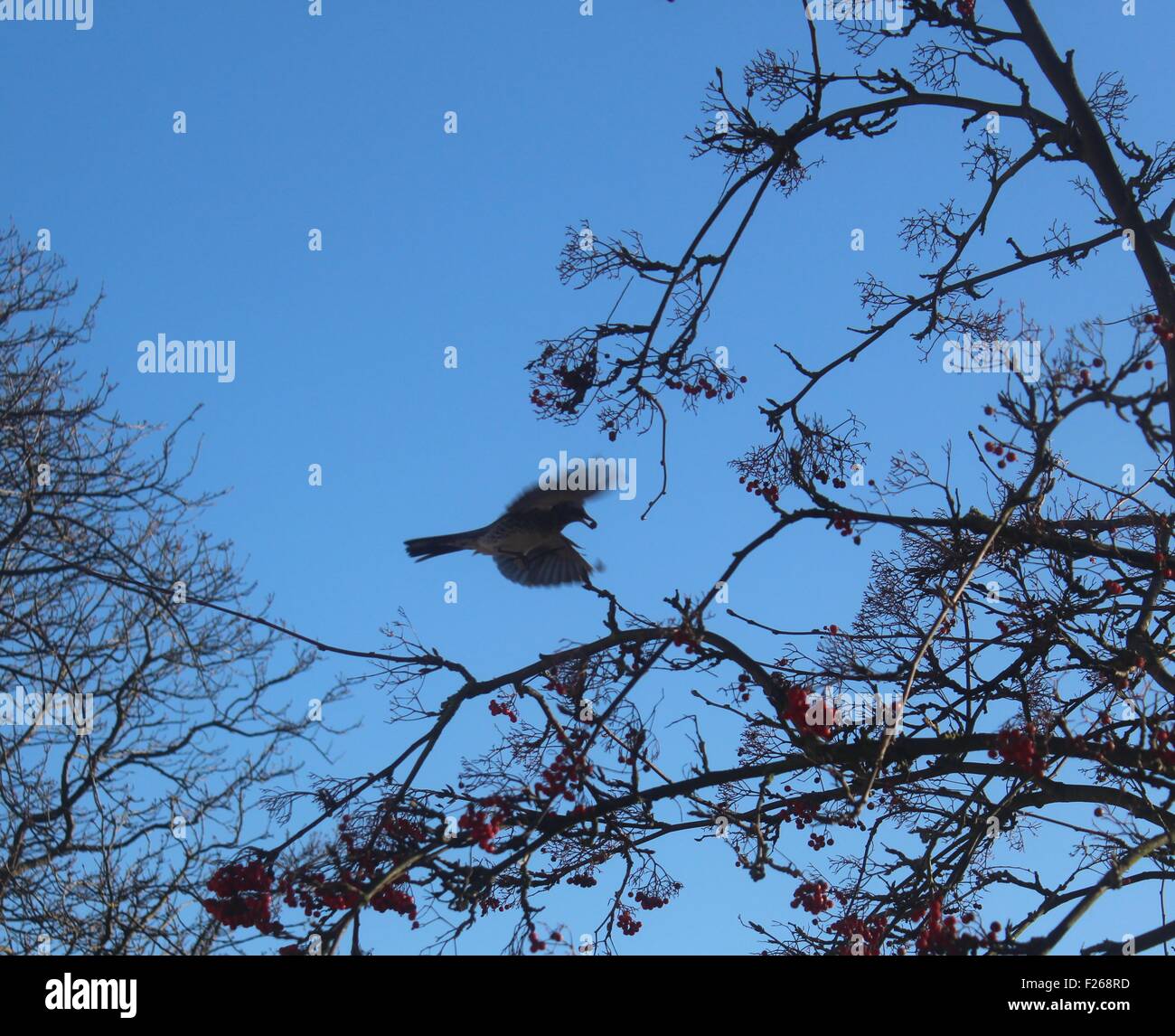 Un piccolo uccello in volo la raccolta di bacche rosse da un albero Foto Stock