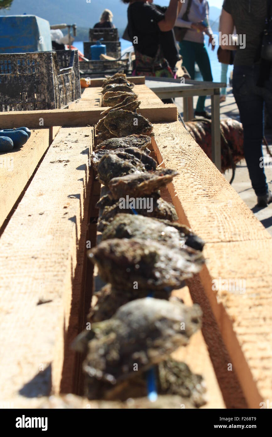 Ostriche di essiccazione fino sotto il caldo sole autunnale in Oyster farm in Ston Croazia Foto Stock