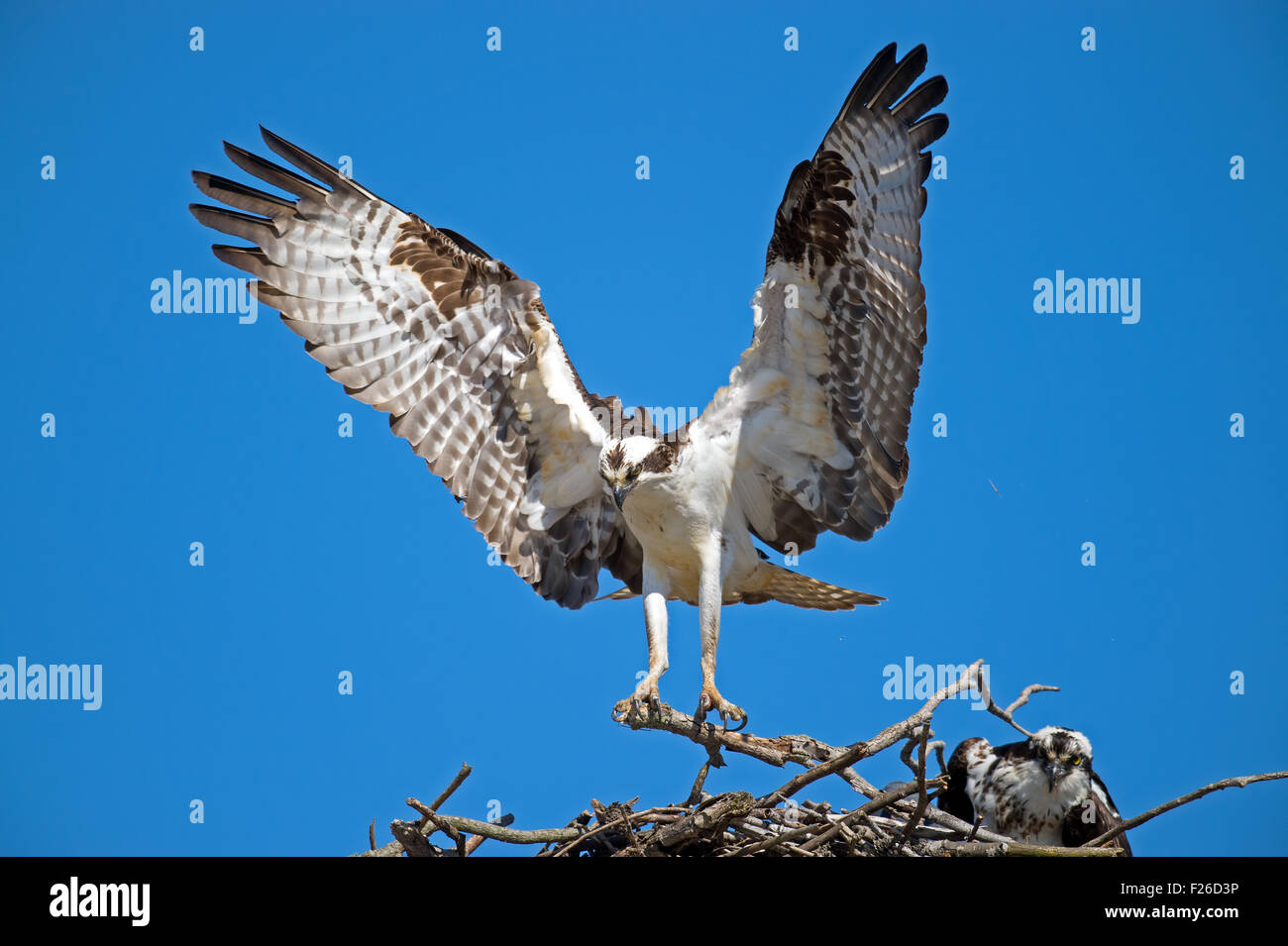 Osprey sbarco nel nido con bastoni Foto Stock