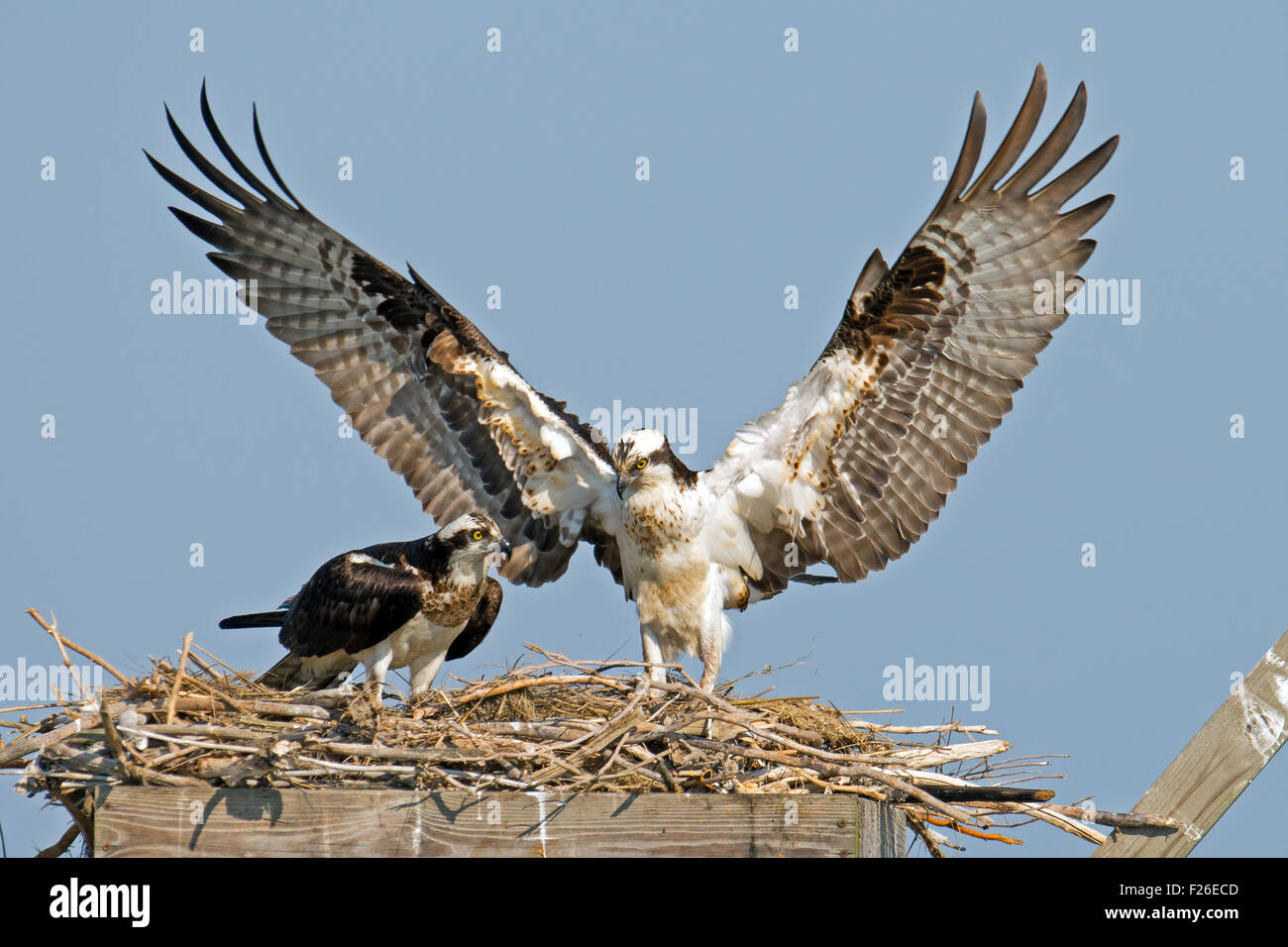 Osprey sbarco nel nido. Foto Stock