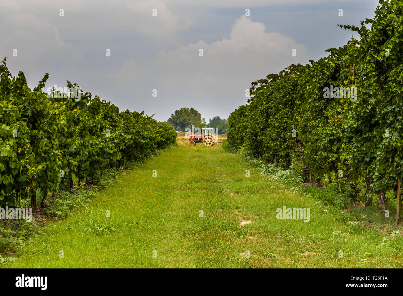 Piccolo trattore rosso tra i filari di viti nella campagna di Romagna in Italia Foto Stock