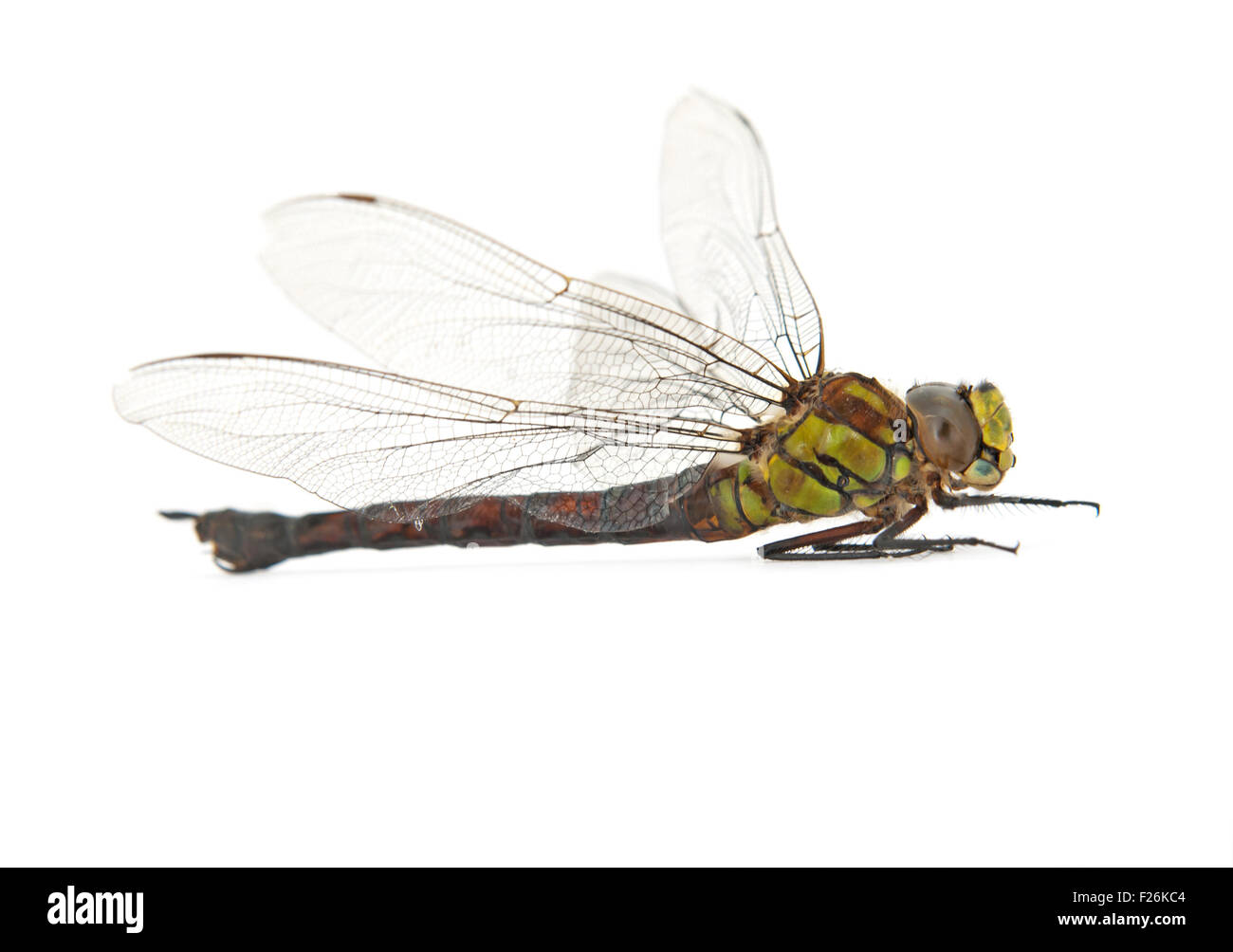 Libellula morto isolato su bianco Foto Stock