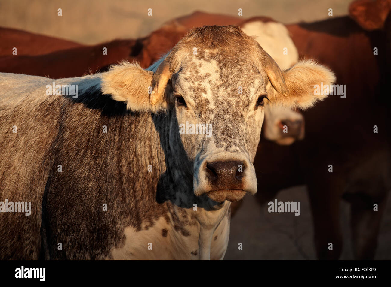 Ritratto di una mucca nel tardo pomeriggio la luce Foto Stock