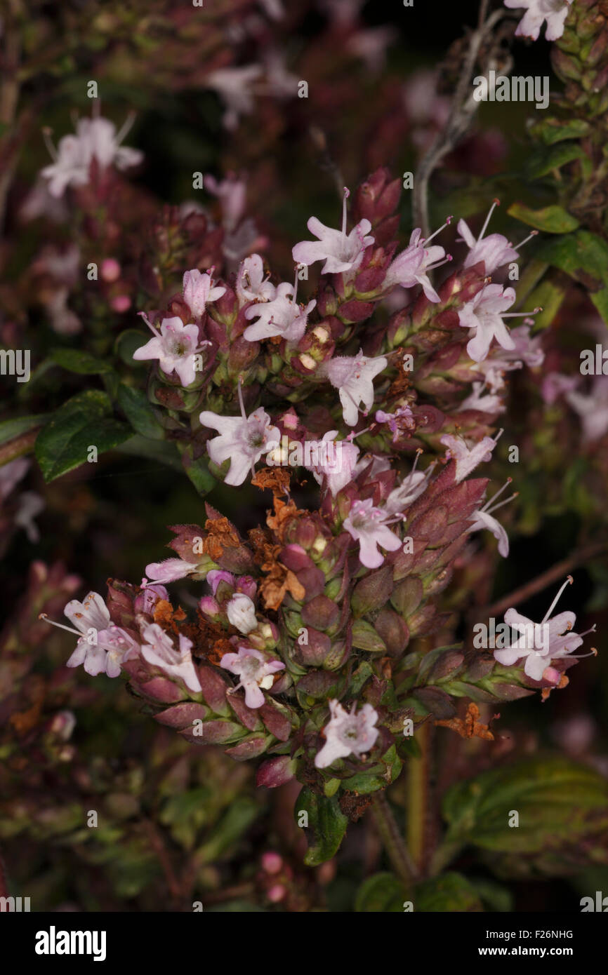 Origano fiori Foto Stock