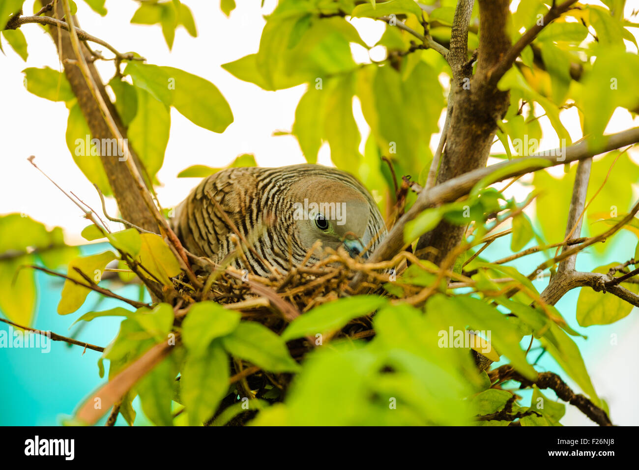 Colomba femmina incubazione di uova presso il suo nido su un albero Foto Stock