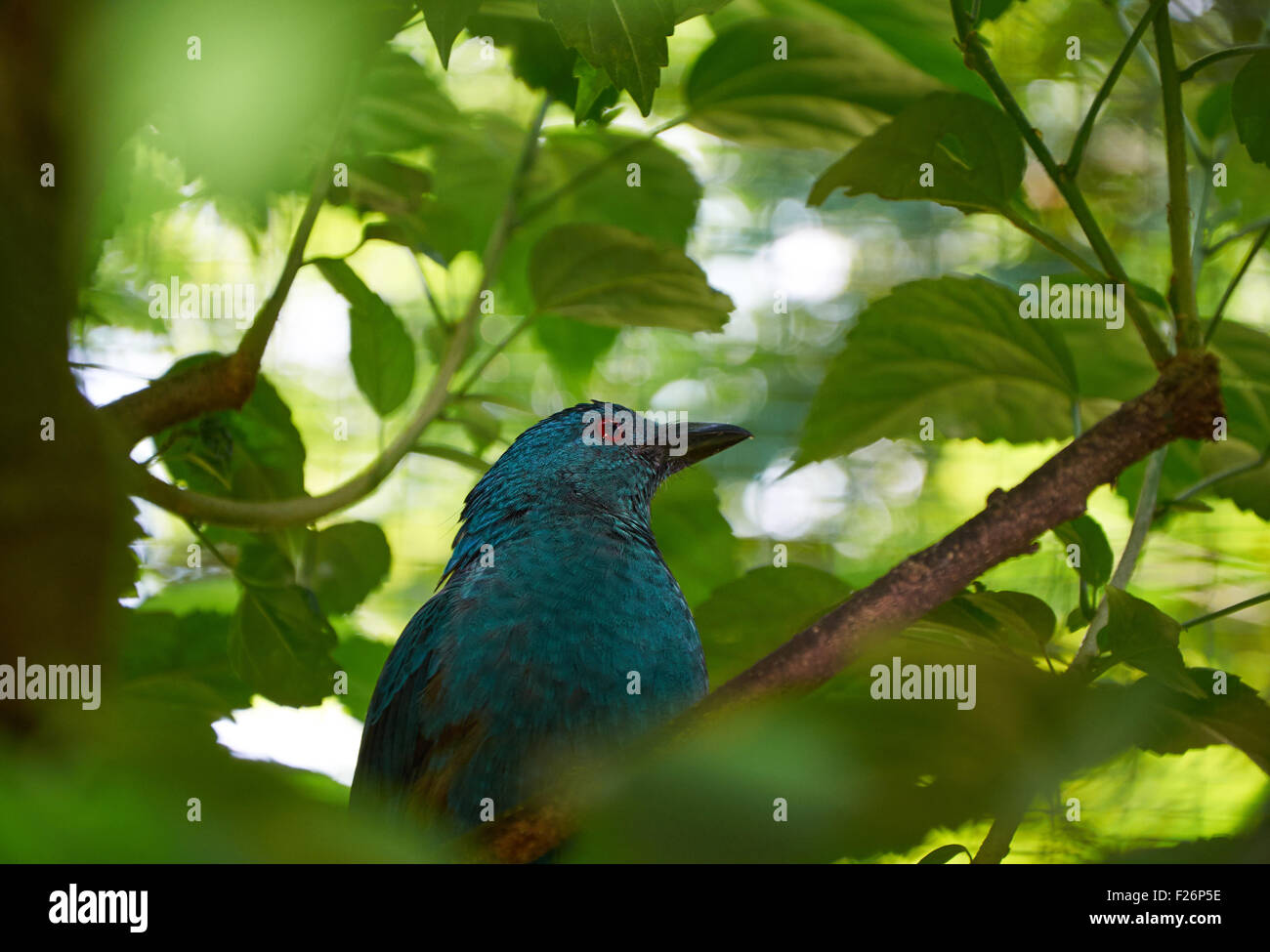 Grigio-bulbul panciuto (credo) nel verde delle foglie dell'albero Foto Stock