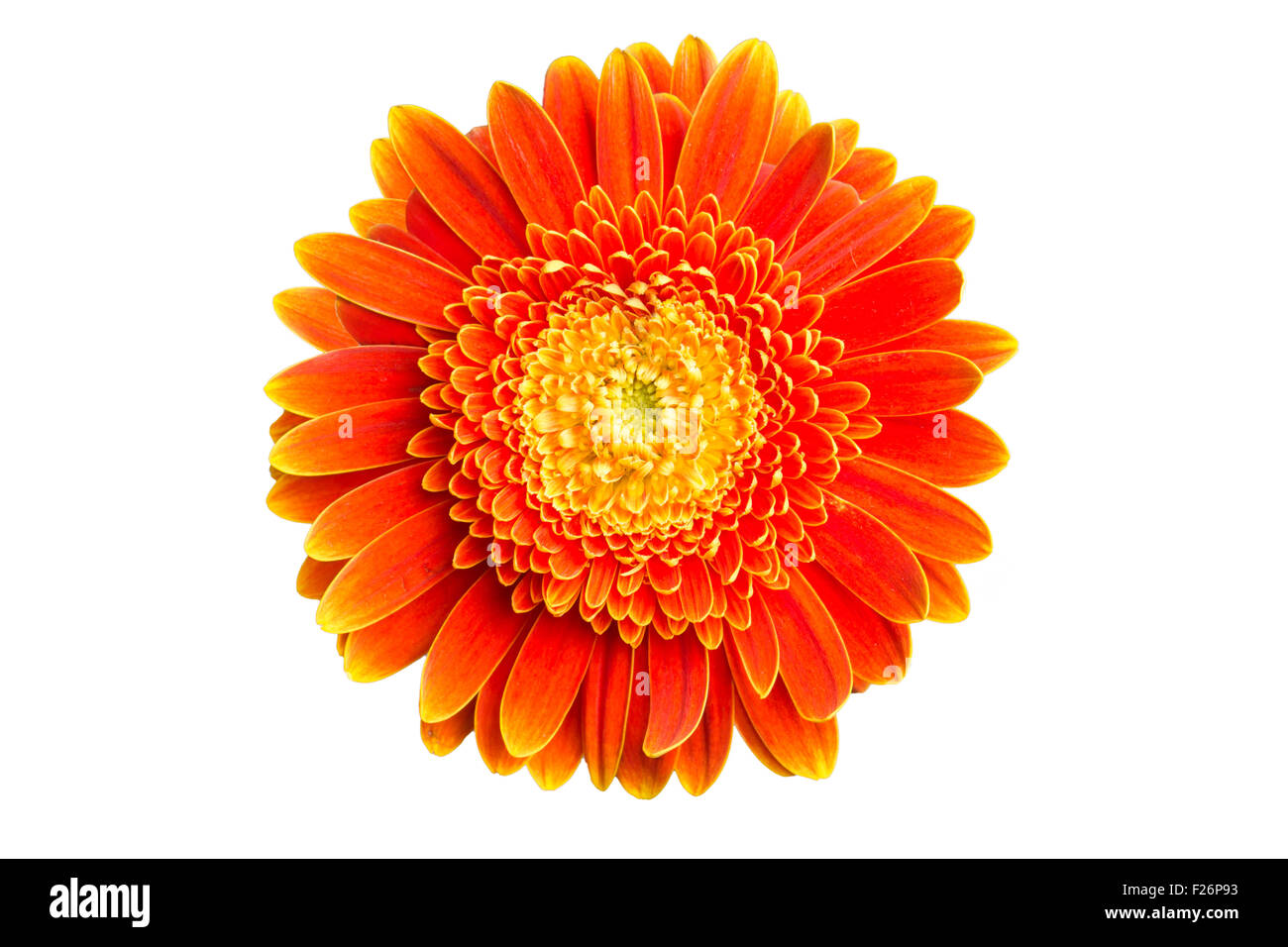 Isolato orange gerbera daisy Foto Stock