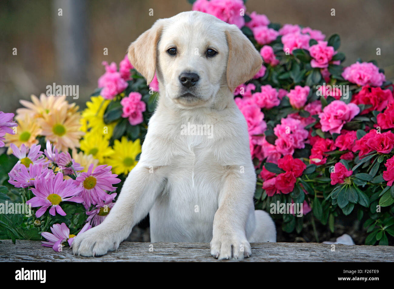 Giallo Labrador Retriever cucciolo seduto da fiori da giardino Foto Stock