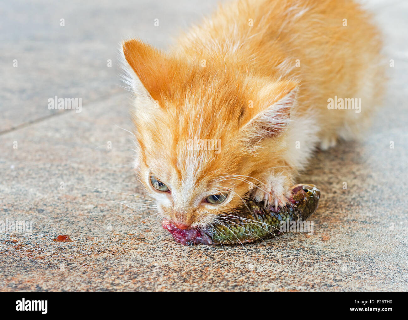 Orange kitten mangiare pesce crudo. Cat masticare su un pezzo di pesce. Foto Stock