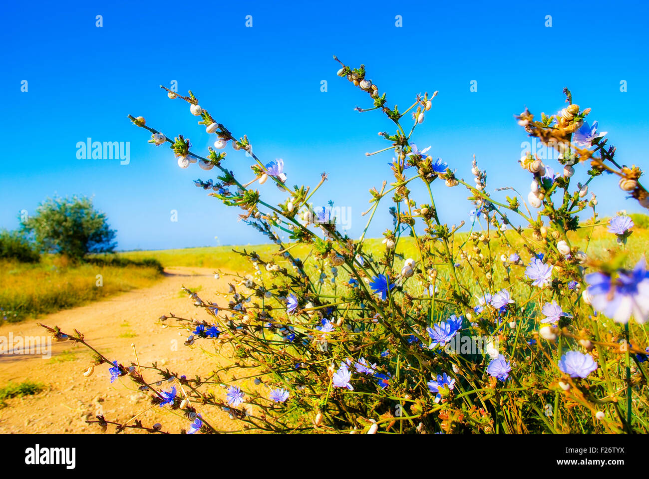 Prateria fiori blu con molte lumache bianco Foto Stock