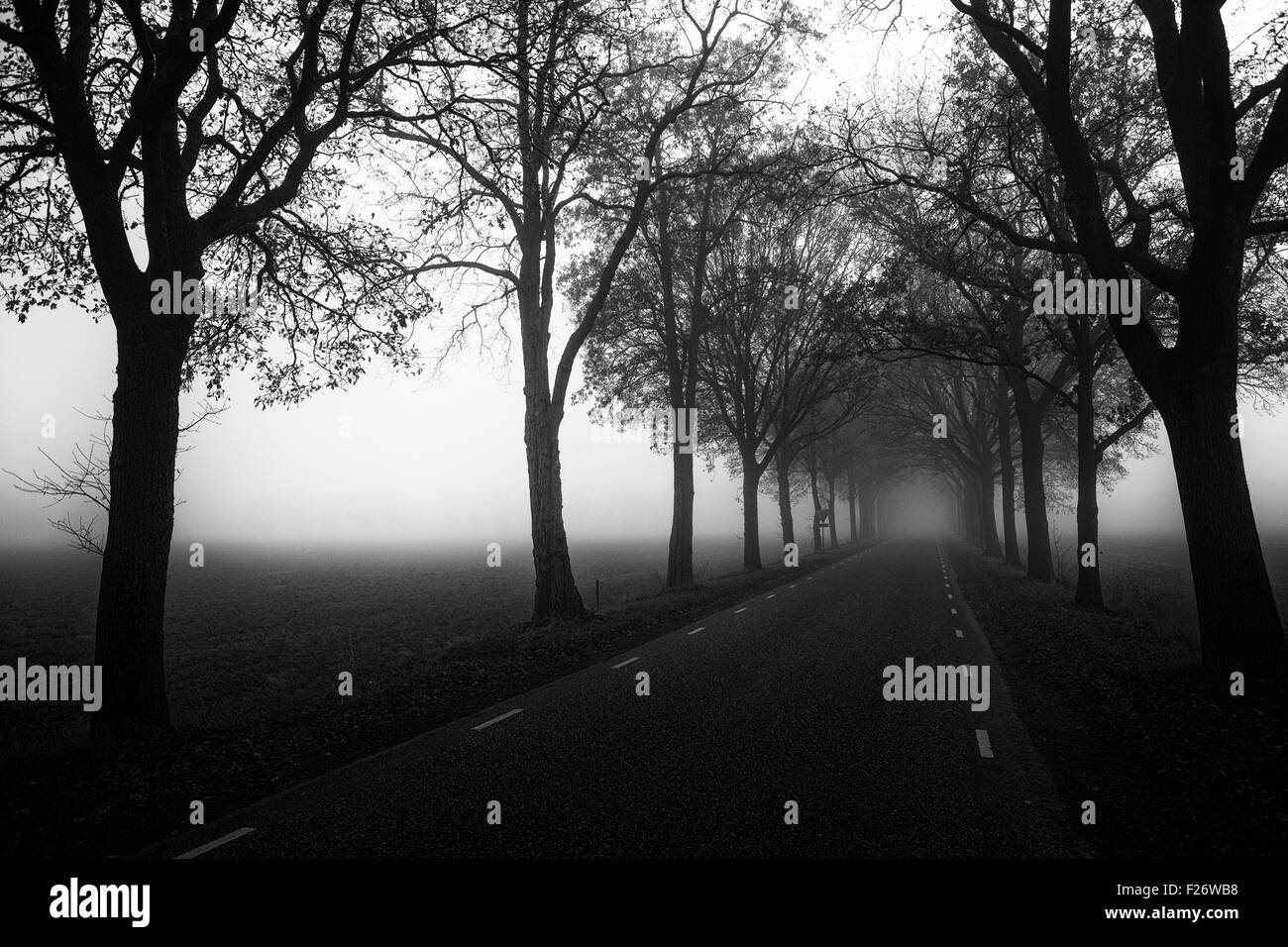 Una strada con alberi con nebbia pesante e la nebbia Foto Stock