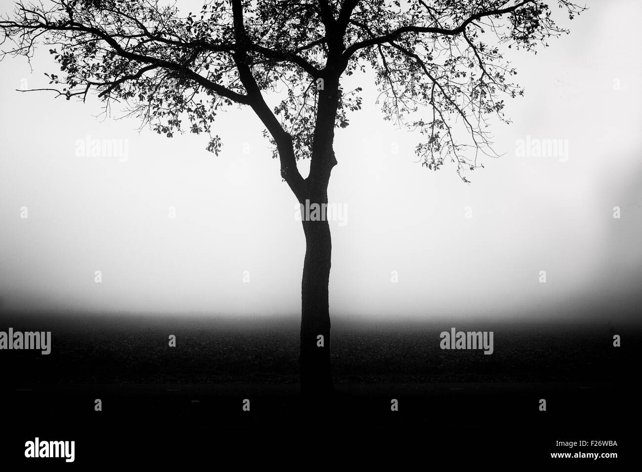 Brumoso paesaggio con la silhouette di un albero in bianco e nero Foto Stock