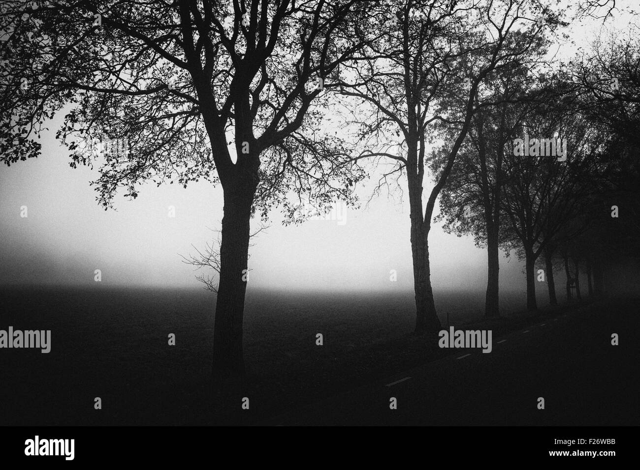 Alberi di quercia lungo la strada secondaria con nebbia pesante e nebbioso meteo, Paesi Bassi, Europa, bianco e nero, granella forte Foto Stock