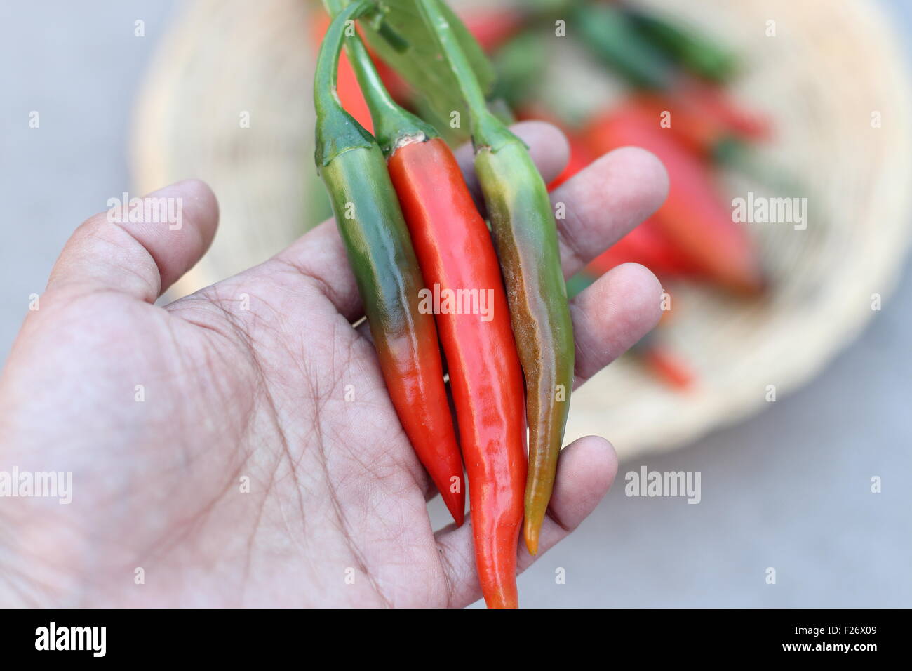 Azienda home cresciuto lungo fresco verde e peperoncino rosso in mano Foto Stock