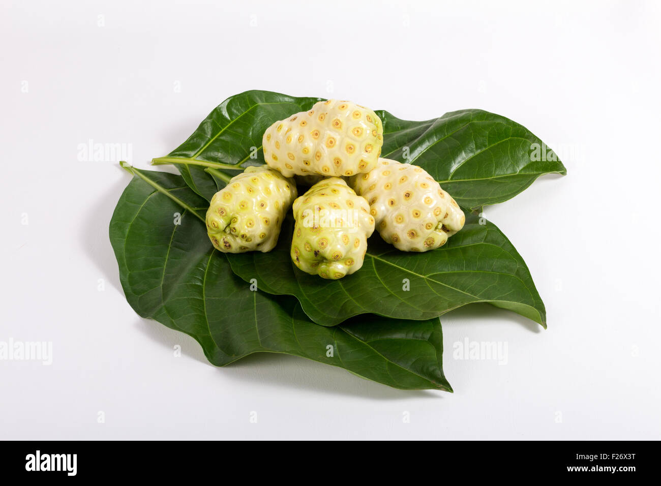 Frutta Noni (Morinda citrifolia) con forma ovoidale e un irregolare giallastro o colore biancastro superficie. Foto Stock