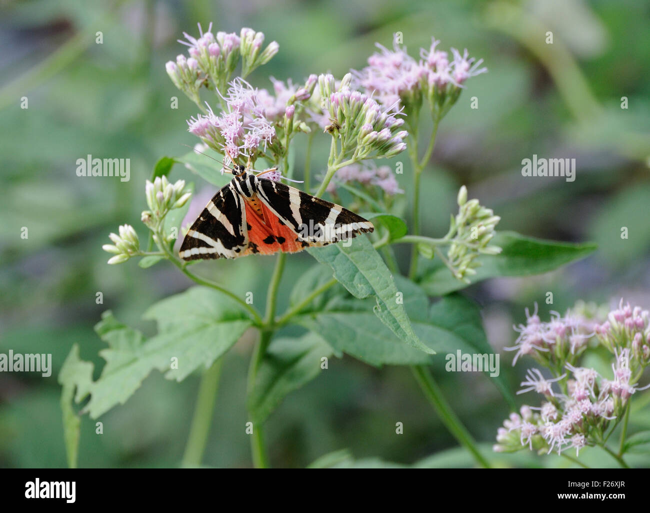 Un jersey Tiger Moth (Euplagia quadripunctaria) sulla canapa-argimony (Eupatorium cannabinum), una delle piante alimentari della sua lavae. Valbone, Albania Foto Stock