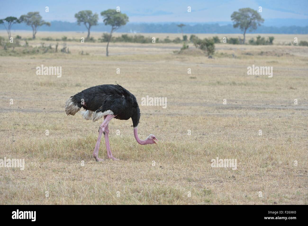 Struzzo comune - Masai (struzzo Struthio camelus massaicus) maschio alimentazione nella pianura del Masai Mara Kenya - Africa orientale Foto Stock