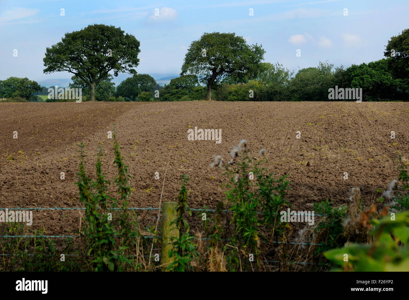 Campo Foto Stock