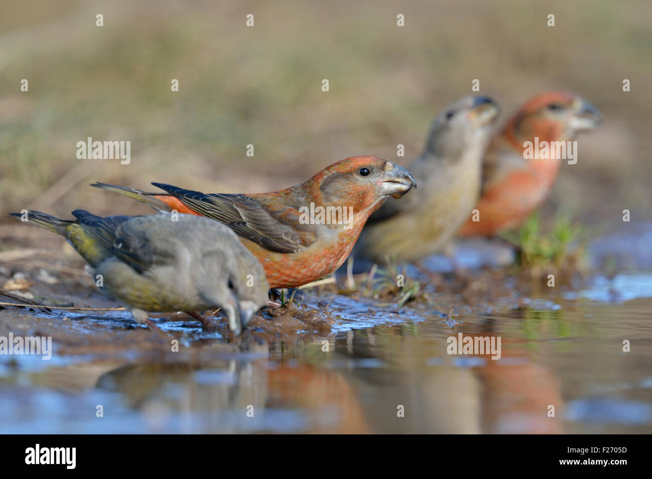 Gregge di pappagallo Crossbills ( Loxia pytyopsittacus ) che beve in una pozzanghera naturale, basso punto di vista, situazione rara, fauna selvatica, Europa. Foto Stock