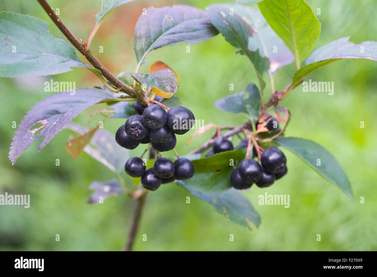 Bacche di Aronia. Chokeberry frutti in autunno. Foto Stock