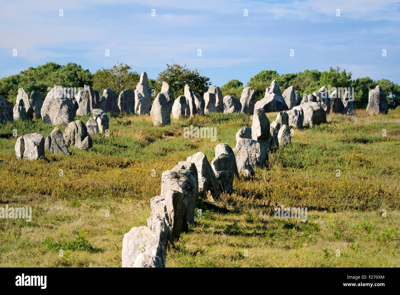 Carnac, Brittany, Francia. Il gruppo di Kermario di pietra preistorici allineamenti di riga guardando verso sud-ovest verso il più alto Foto Stock