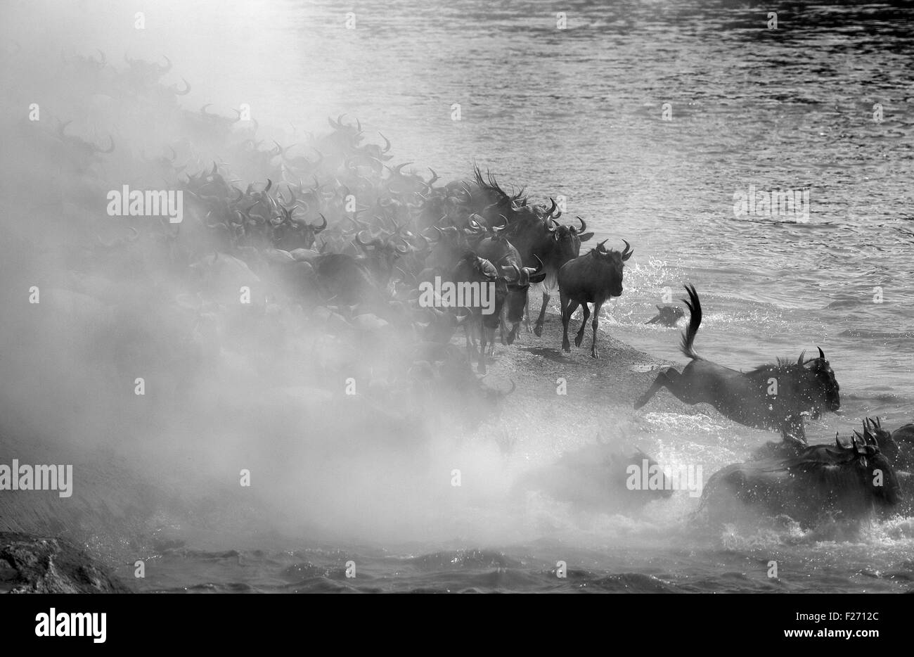 Gnu o Gnu durante la Grande Migrazione di gnu in Masai Mara Foto Stock