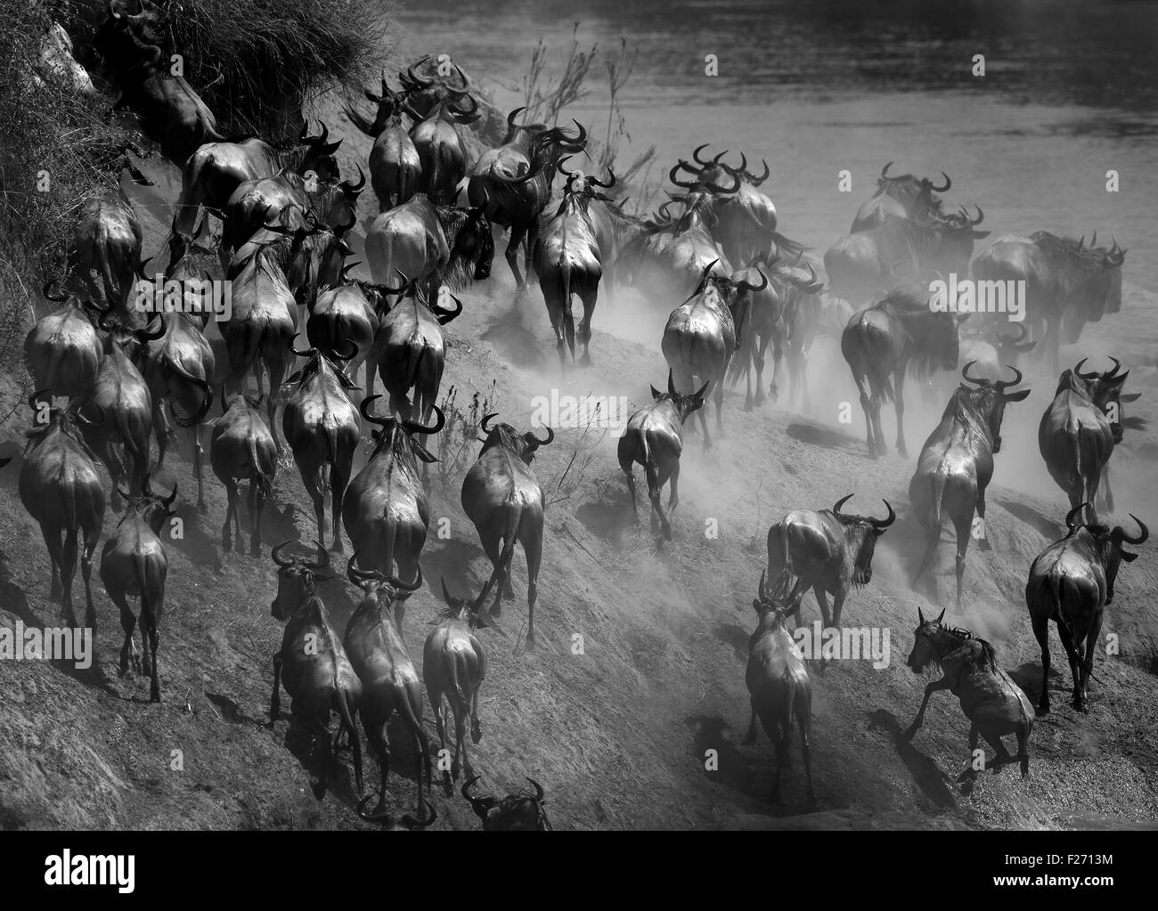 Gnu o Gnu durante la Grande Migrazione di gnu in Masai Mara Foto Stock