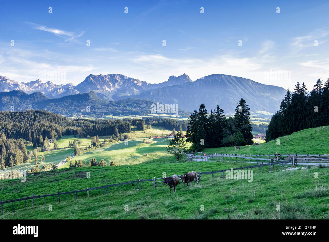 Alpi bavaresi con le mucche al pascolo in una lussureggiante farm prato, Eisenberg, Allgaü Orientale, Baviera, Germania Foto Stock
