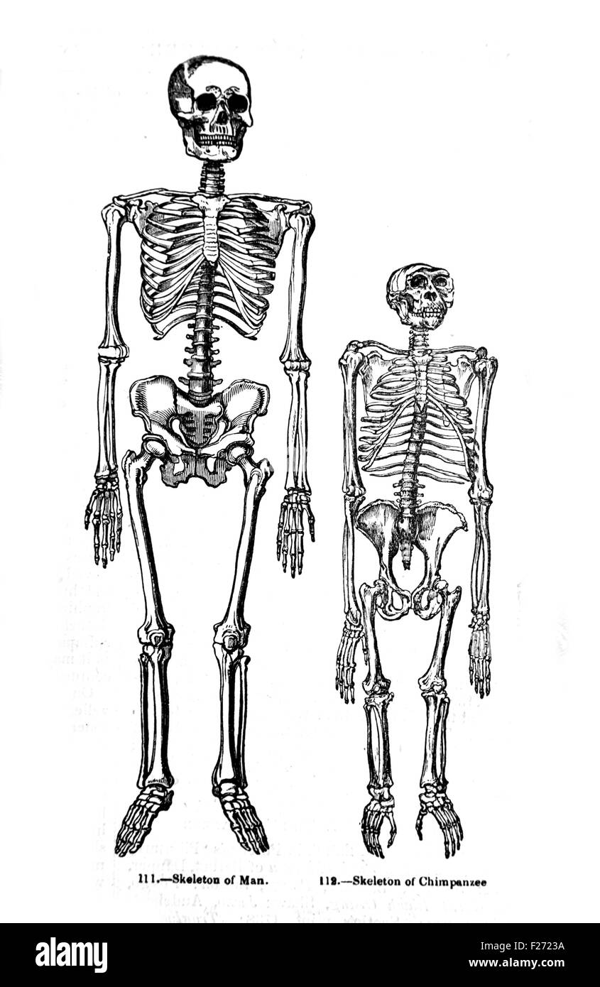 Confronto tra umani e scimpanzé di scheletri. Illustrazione dal Museo pittorico di natura animata. Foto Stock
