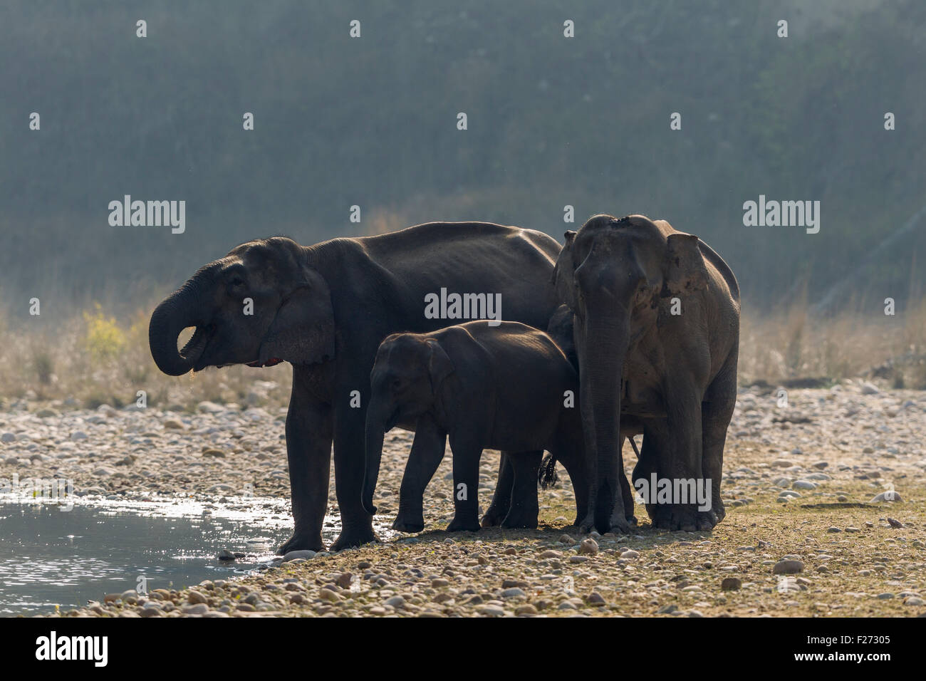 Asiatico elefanti selvatici bevendo al corpo di acqua nel parco di cittadino di Corbett, India. Foto Stock
