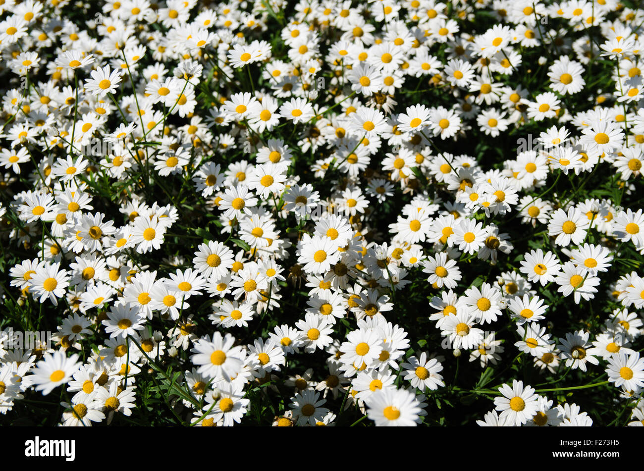 Un campo di Oxeye daisy's Foto Stock